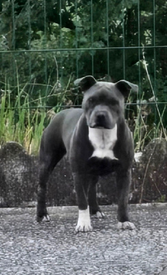 Étalon Staffordshire Bull Terrier - Vicky Des Gardiens De Malléa
