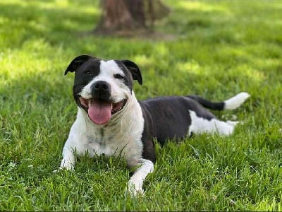 V?austin du hameau de fontenay