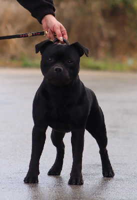 Étalon Staffordshire Bull Terrier - Vicious circle King Of Caribs