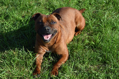 Étalon Staffordshire Bull Terrier - Vaiana Of The Little Redskins Kingdom