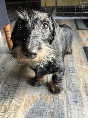 Étalon Teckel - Vadrouille De la plaine aux lièvres