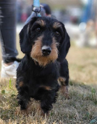 Étalon Teckel - Uzel Du Domaine De Val'bonnieure