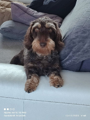 Étalon Teckel poil dur - Ray des plaines de Valinor