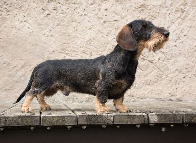 CH. Jäger vom alten friedrich