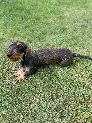 Étalon Teckel poil dur - Orka des Petites Pattes du Causse