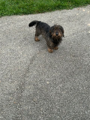 Étalon Teckel poil dur - Teckel Du Domaine Brunemont