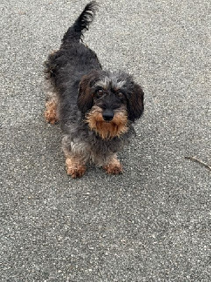 Étalon Teckel poil dur - Tamara pitchoune d'Edennefamily