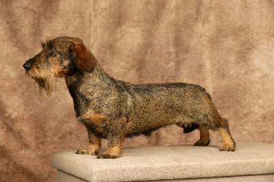 Étalon Teckel poil dur - Syr-daria Du Domaine De Val'bonnieure