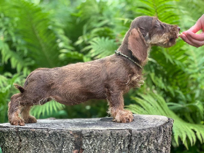 Étalon Teckel poil dur - daman Fiona