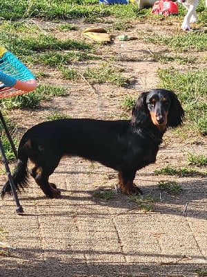 Étalon Teckel poil long - Urielle du clos de quivarc'h