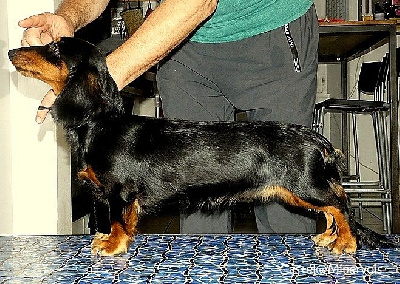 Étalon Teckel poil long - Athenaïs Good Spotted Paradise