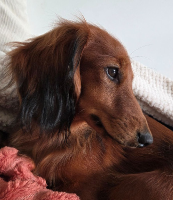 Étalon Teckel poil long - Alba du reve six coeurs