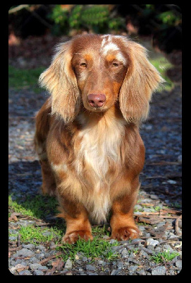 Étalon Teckel poil long - Unicorn-of chocolate Of Moonlight Blue