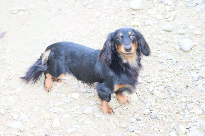 Étalon Teckel poil long - White spinell Philip