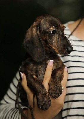 Étalon Teckel poil ras - piki kvik Dare to dream