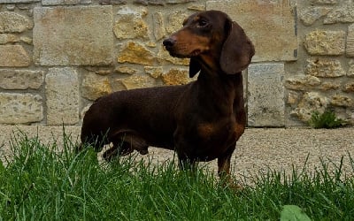 Étalon Teckel poil ras - Snoopy (Sans Affixe)