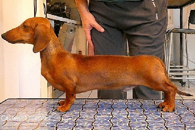 Étalon Teckel poil ras - Archer Gabéric's