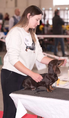Étalon Teckel poil ras - A'big choco Des Bois De Moselle