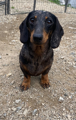 Étalon Teckel poil ras - Tumbleweed o mexico (Sans Affixe)