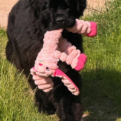 image de Ui-ui les aventures