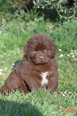 Étalon Terre-neuve - CH. Arlung tsangpo De La Terre De Neaure