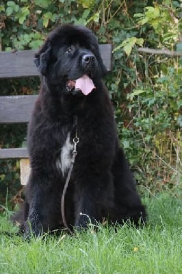 Étalon Terre-neuve - Sally carrera 911 du domaine du Taennchel