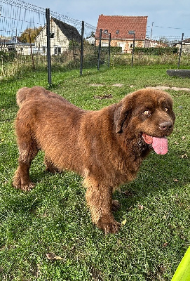 Étalon Terre-neuve - Volga Des Oursons De L'Aisne