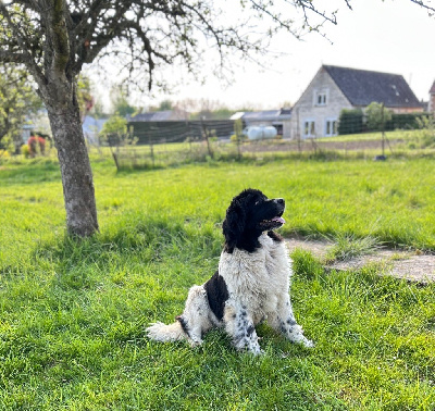 Étalon Terre-neuve - Ultime victoire Des Oursons De L'Aisne