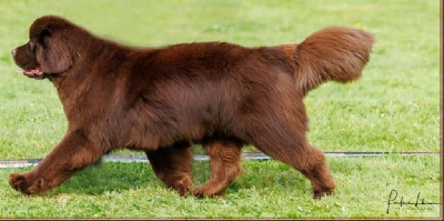 Étalon Terre-neuve - gardarika mon amour