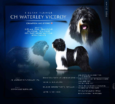 Étalon Terrier Tibetain - CH. waterley Viceroy