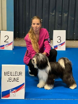 Étalon Terrier Tibetain - CH. Cinnamon pearl of Atisha's