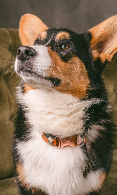 Étalon Welsh Corgi Cardigan - Wendetta vendetta Du Nanédis