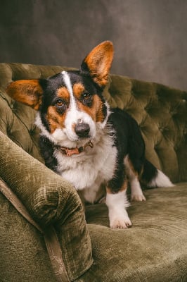 Very important puppy ms Du Nanédis