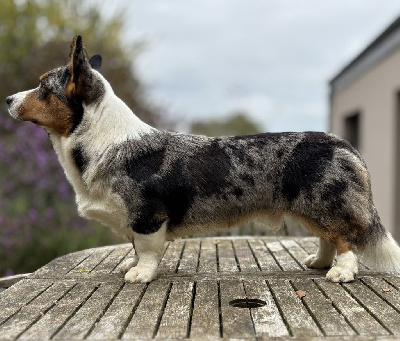 Imme's lighthouse keeper Du Nanédis