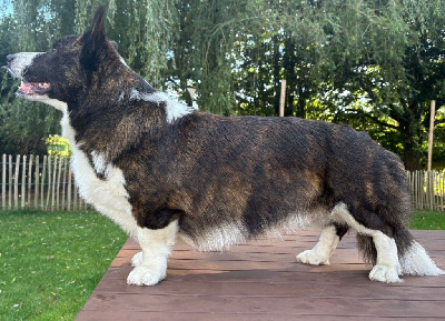 Étalon Welsh Corgi Cardigan - Wind of grand rainbow shine Titre Initial