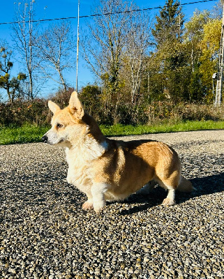 Étalon Welsh Corgi Pembroke - Tysha (Sans Affixe)