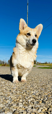 Étalon Welsh Corgi Pembroke - Antakira dream corgis andalusi