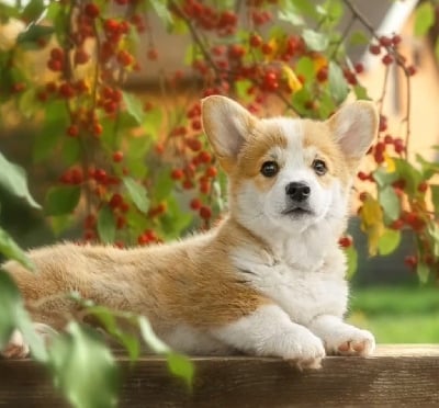 Étalon Welsh Corgi Pembroke - solar fantasy OKEAN
