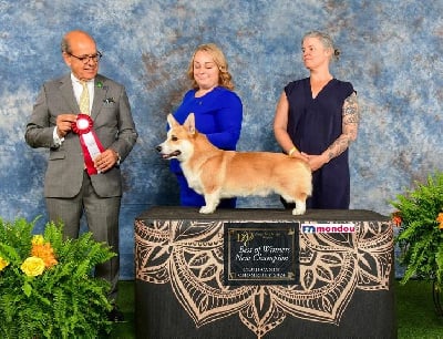 Étalon Welsh Corgi Pembroke - CH. U are iron star's legend des Contamines