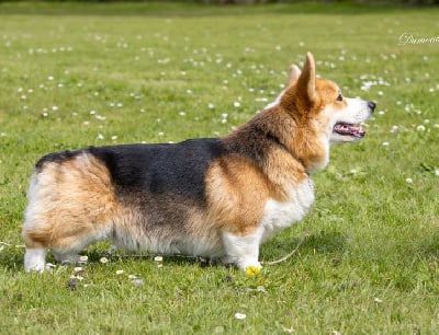 Étalon Welsh Corgi Pembroke - U are my last iron star's des Contamines