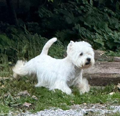 Étalon West Highland White Terrier - CH. My name is freddy just like my dat dit ulko darlingwest