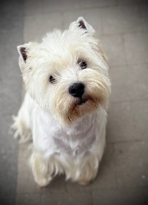 Étalon West Highland White Terrier - Vita De La Douce Source