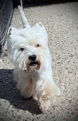 Étalon West Highland White Terrier - Prince (dit robby) od bobika