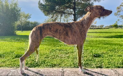 Étalon Whippet - Topaze impériale wild racing (Sans Affixe)
