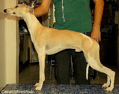 Étalon Whippet - Asta la vista du castel minervois