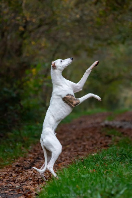 Étalon Whippet - Atlas Des Ginkgo Bleus