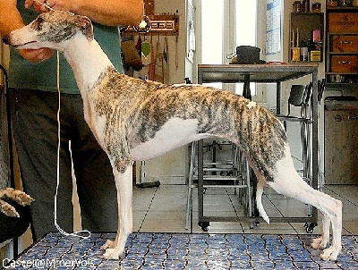 Étalon Whippet - Anda morena du castel minervois