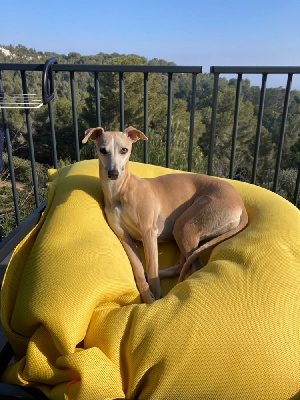 Étalon Whippet - Sunflower Diamond Runner