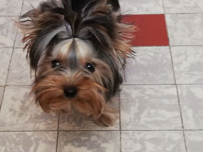 Ultrachic le val de clavernau