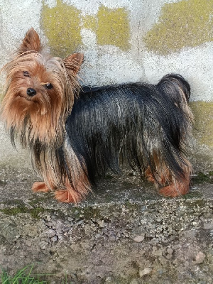 Étalon Yorkshire Terrier - Varek Du Val De Clavernau